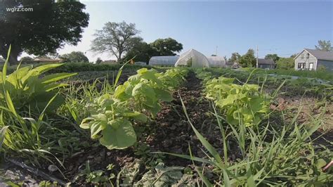 Common Roots Urban Farm Spreading Life In The City