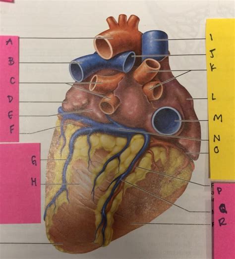 External Posterior View Of The Heart Diagram Quizlet