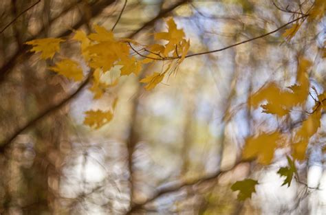 Yellow Flowering Tree Fall Leaves Trees Plants Hd Wallpaper