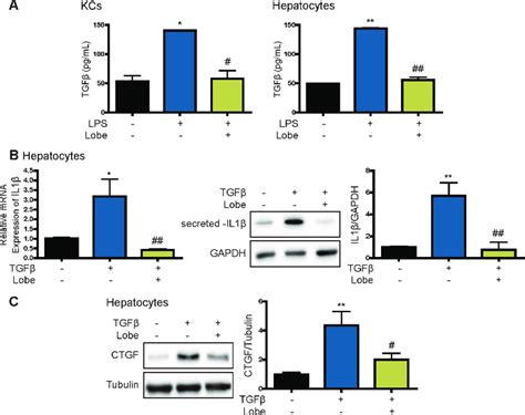 Lobeglitazone Inhibits Tgf Induced Il And Ctgf Expression Primary