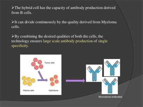 Hybridoma technology