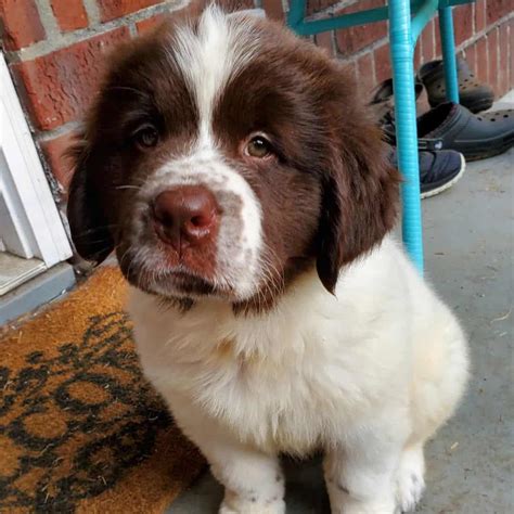 The 9 Best Newfoundland Dog Breeders In The United States