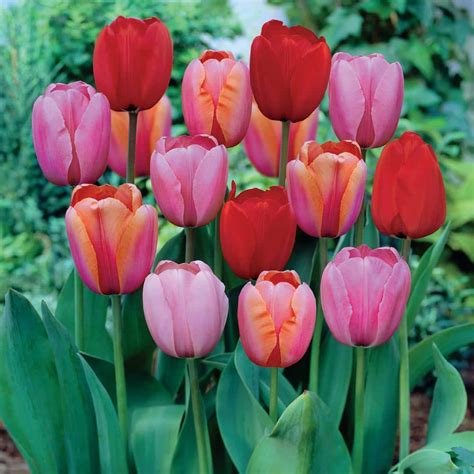 Garden State Bulb 12 Cm Darwin Hybrid Plant To Impress Mix Tulip