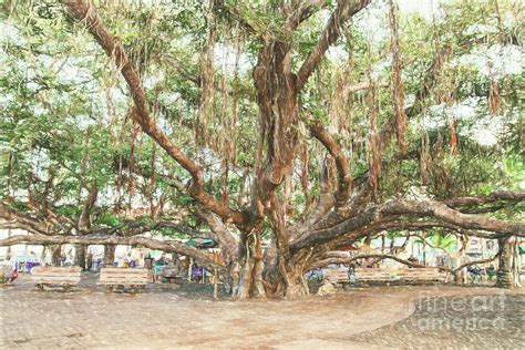 Historic Lahaina Banyan Tree - digital painting Photograph by Scott ...