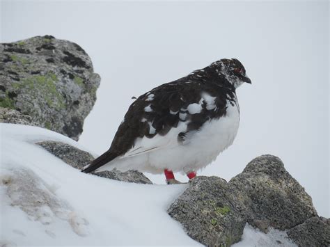 ライチョウ目撃！！ 信州みやだ観光ガイド 長野県宮田村・木曽駒ヶ岳の観光情報サイト