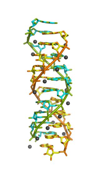 RNA double helix structure identified using synchrotron | Newsroom ...