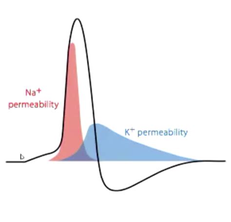 Action Potentials Flashcards Quizlet