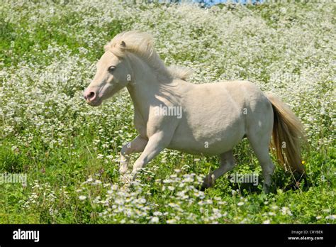 BEC Miniature Shetland Pony Galloping Meadow Stock Photo Alamy