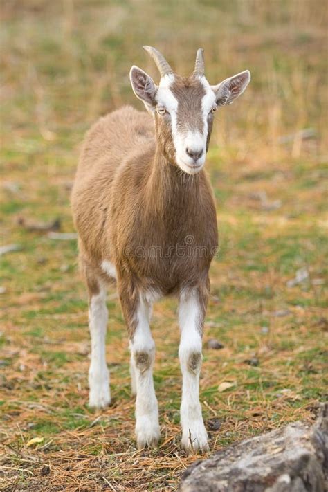 130 Billy Goat Free Stock Photos Stockfreeimages