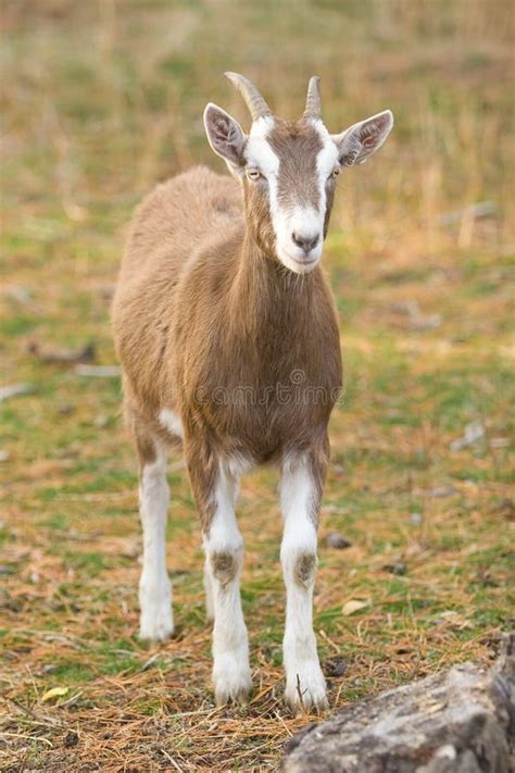 Billy Goat Stock Photo Image Of Beard Nature Horns Sweet 200814