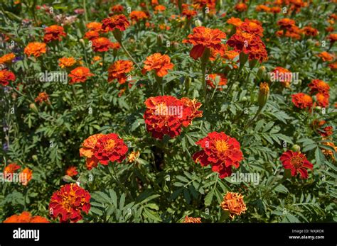 Desert Marigolds Hi Res Stock Photography And Images Alamy