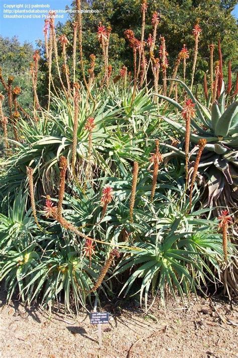 PlantFiles Pictures Aloe Species Torch Aloe Tree Aloe Mountain Bush