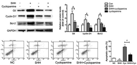 Effects Of Shh And Or Cyclopamine On Gli Target Expression And