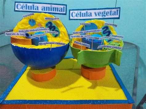 Pin En Maquetas De Celulas