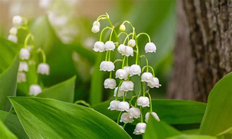 The Spiritual Symbolism Of The Lily Of The Valley In The Bible John