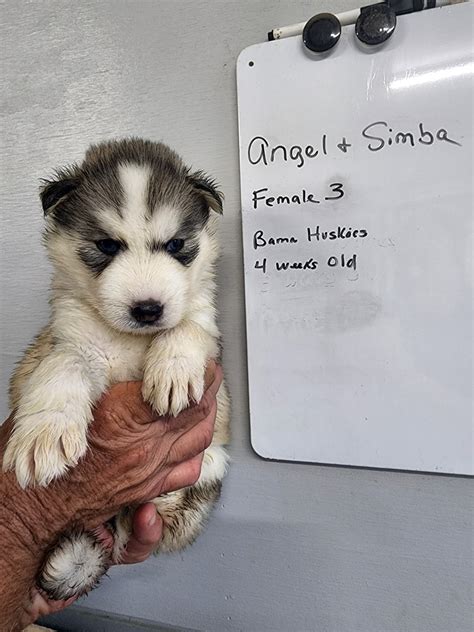 Angels Husky Puppies 4 Weeks Old Siberian Husky Puppies For Sale