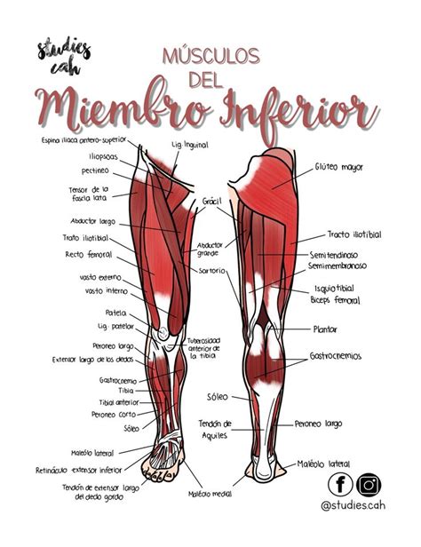 Músculos del Miembro Inferior Anatomia humana musculos Anatomía