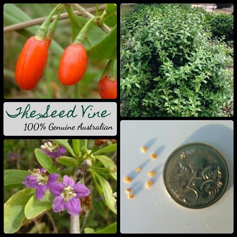 Lycium chinense - Goji Berry - The Seed Vine