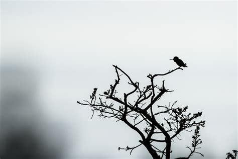 🔥 [72+] Bird Silhouette Wallpapers | WallpaperSafari