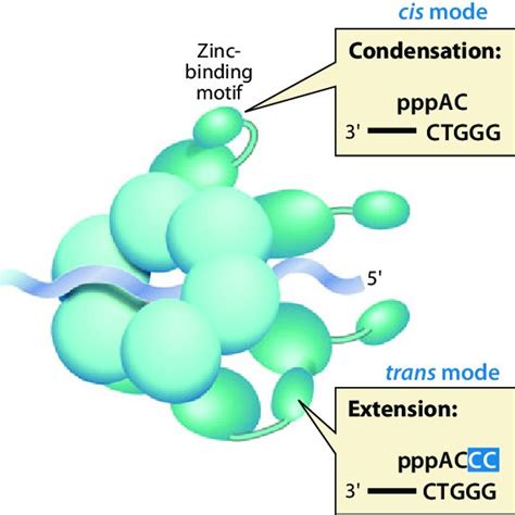 T7 Gp4 Helicase Primase A The Crystal Structure Of Gp4 Download Scientific Diagram