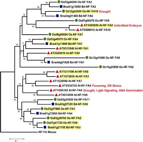 Phylogenetic Tree Of Arabidopsis B Distachyon And Rice NF YA