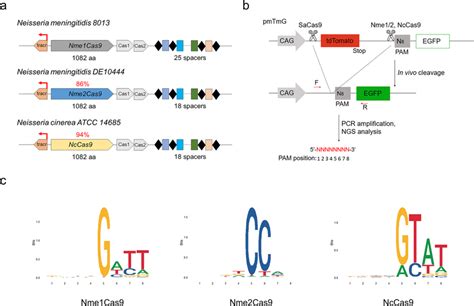 Pam Identification By Pam Dose A Schematic Showing The Crispr Cas Loci