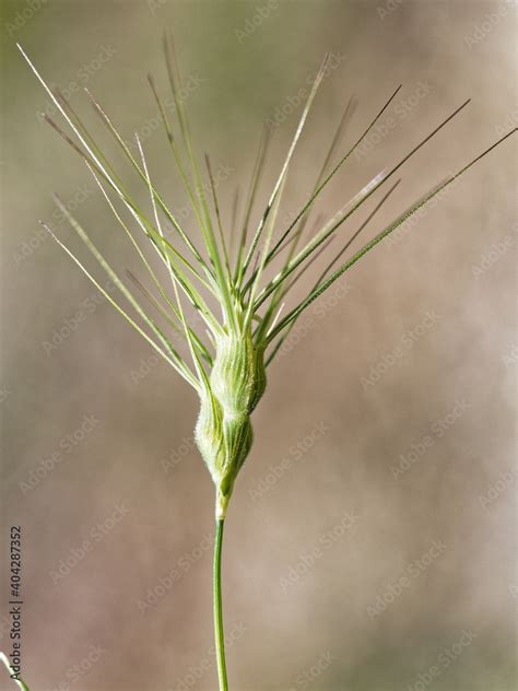 Egilope Ovale Aegilops Geniculata Une Plante Herbacée De La Famille