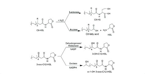 Mechanisms Of Ahl Inactivation By Lactonases Acylases Reductases And