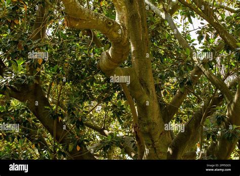 Esta Impresionante Fotograf A Captura La Majestuosidad De Un Rbol