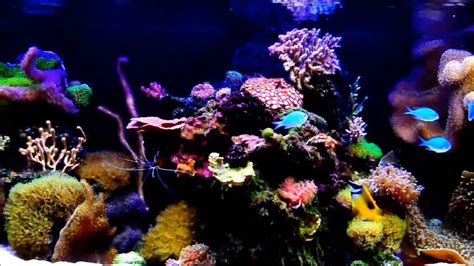 Soft Coral Reef Tank By Magu Youtube