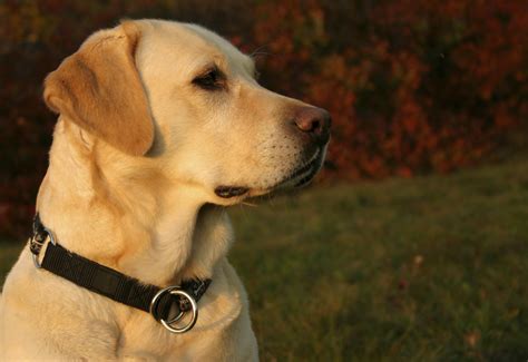 Frequently Asked Questions Allergen Detection Service Dogs