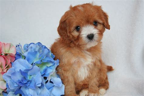 Cavapoos Are The Cutest Cavapoo Puppies Cavapoo Puppies