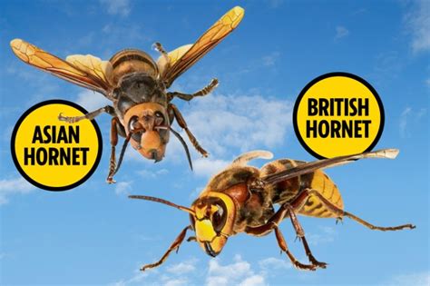 Killer Asian Hornets Invading Britain Are Being Beheaded By Native