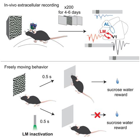 Visual Experience Induces 48 Hz Synchrony Between V1 And Higher Order Visual Areas Cell Reports