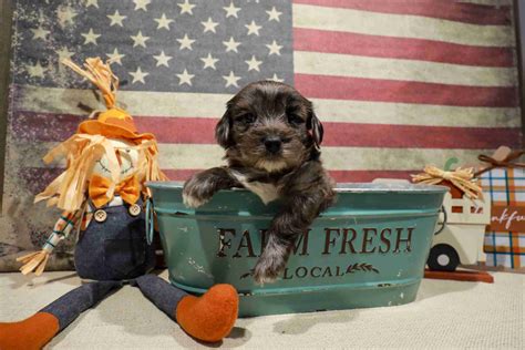 Felix › Lucky Puppy