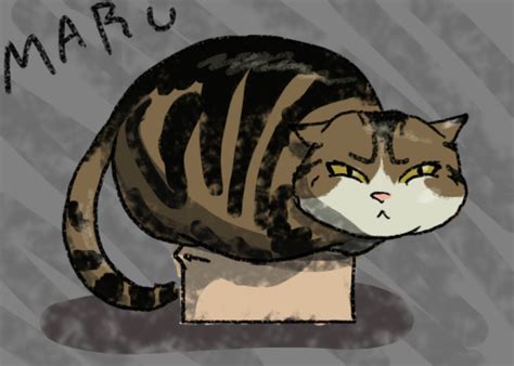 maru cat on Tumblr