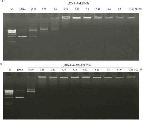 Agarose Gel Retardation Assay A AuPEINPs PDNA Complexes Were