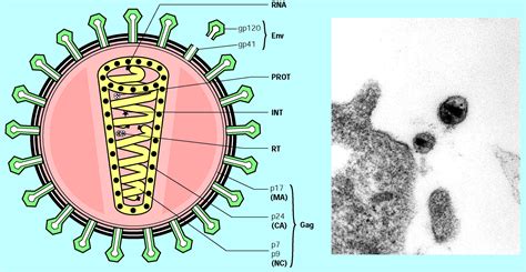 Hiv Virus Diagrams Labeled Diagrams