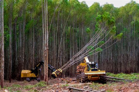 Tipos De Colheita Florestal Revista Campo Neg Cios