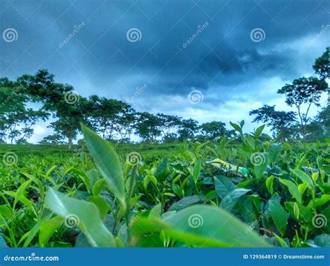 Tea Garden stock image. Image of garden, sylhetbangladesh - 129364819