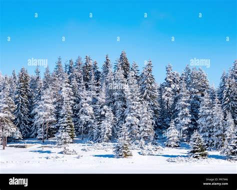 Winter pine forest nature background Stock Photo - Alamy