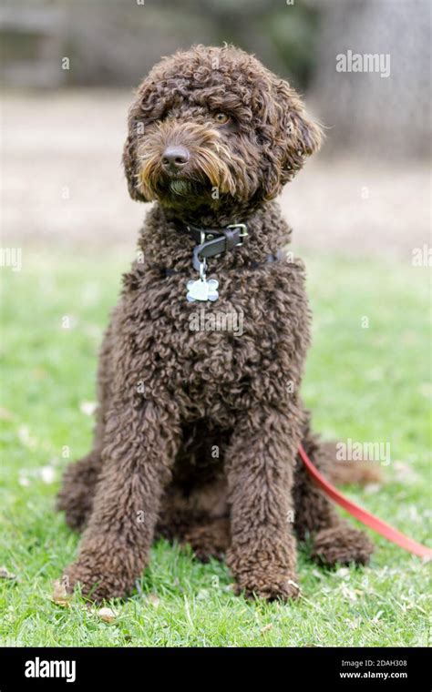 Chocolate Brown Labradoodle Male Puppy Sitting And Looking A Way Stock