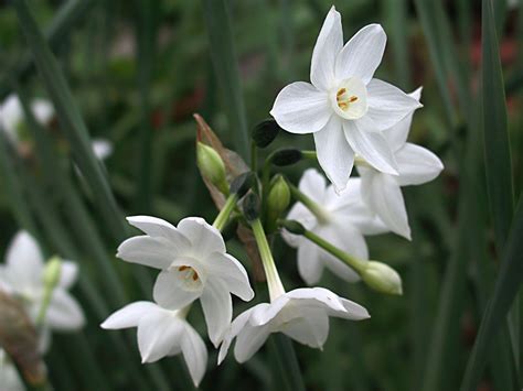 Narcissus (Daffodils, Jonquils, Narcissus, Paper White, Paperwhites ...