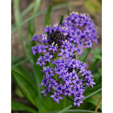 Scilla Peruviana Bulb Peter Nyssen Buy Flower Bulbs And Plants Online