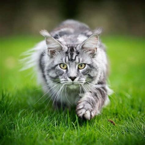 11 Silver Tabby Pattern Maine Coons Adorable