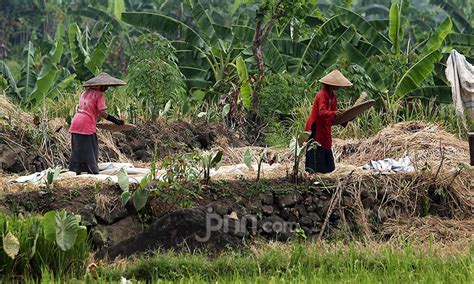 Petani Milenial Ini Layak Jadi Contoh Terapkan Pupuk Organik Untuk