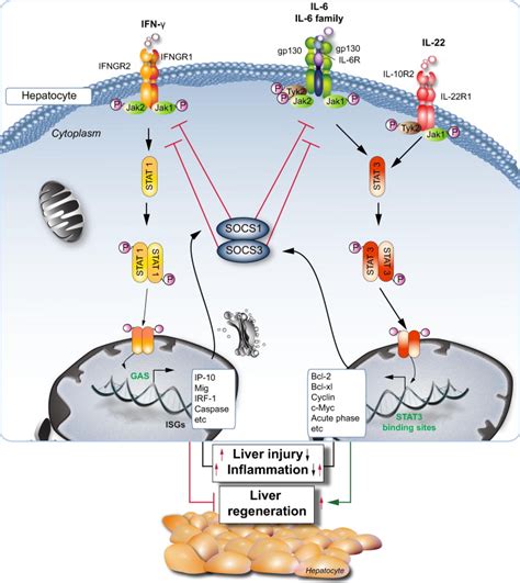 Hepatocyte Stat And Stat In Liver Injury Inflammation And