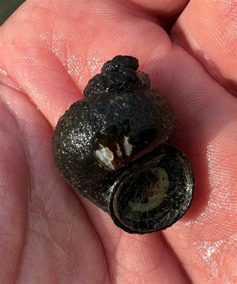 Banded Mystery Snail From Wheeler Branch Co Rd 377 Lawrence County