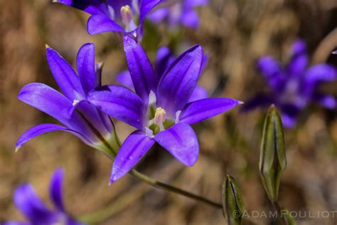 Purple Flowers Yosemite National Park California 802made