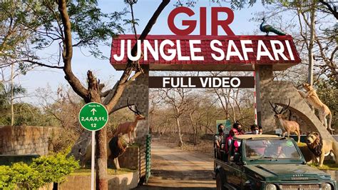 Sasan Gir Jungle Safari | Gir Safari & Jeep Booking | Lions at Gir Forest